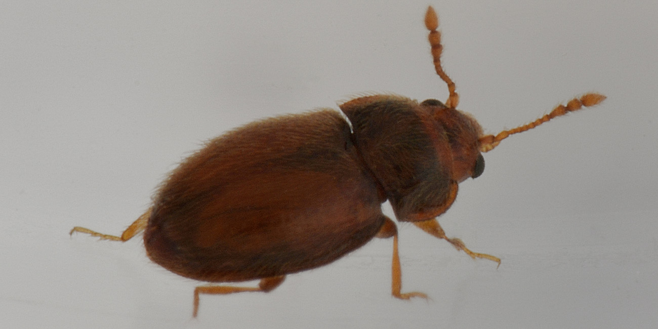 Endomychidae: Symbiotes gibberosus